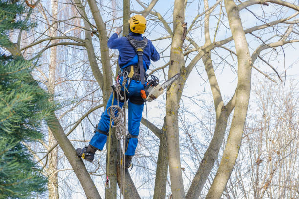 How Our Tree Care Process Works  in  South Floral Park, NY